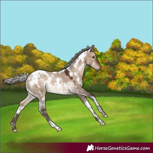 Horse Color:White Spotted Silver Brown Dun Rabicano