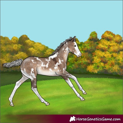 Horse Color:White Spotted Silver Brown Dun Splash Rabicano