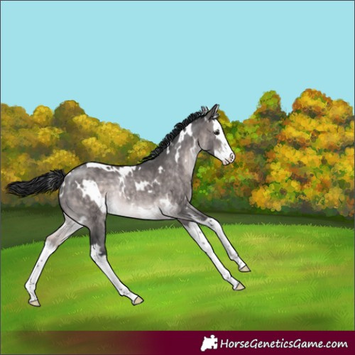 Horse Color:Platinum White Spotted Brown Dun Splash Rabicano 