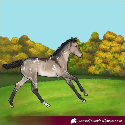 Horse Color:White Spotted Brown Dun Rabicano