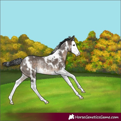 Horse Color:White Spotted Brown Dun Splash Rabicano 