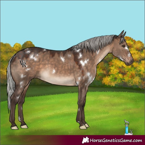 Horse Color:White Spotted Silver Brown Dun Rabicano 