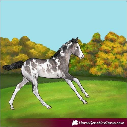 Horse Color:Platinum White Spotted Brown Dun Splash Rabicano Brindle 