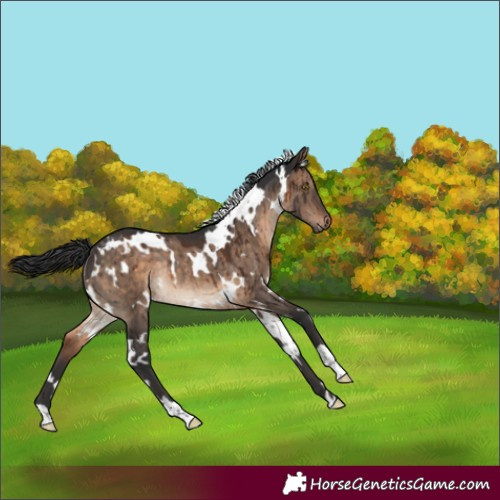 Horse Color:White Spotted Brown Dun Rabicano Brindle