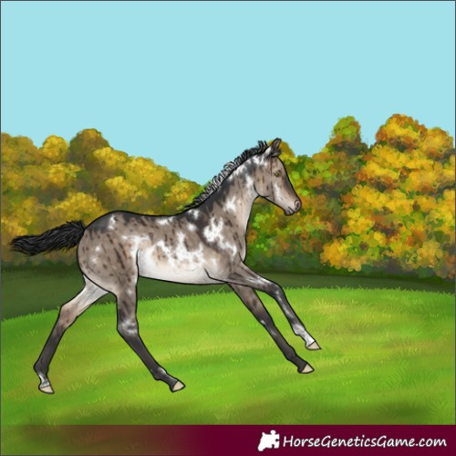 Horse Color:White Spotted Brown Dun Rabicano Brindle