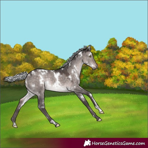 Horse Color:Platinum White Spotted Silver Brown Dun Rabicano 