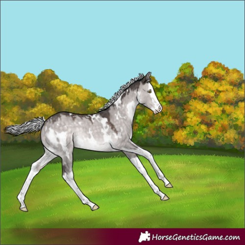 Horse Color:Platinum White Spotted Silver Brown Dun Splash Rabicano 