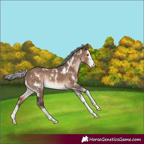 Horse Color:White Spotted Silver Brown Dun Splash Rabicano Brindle