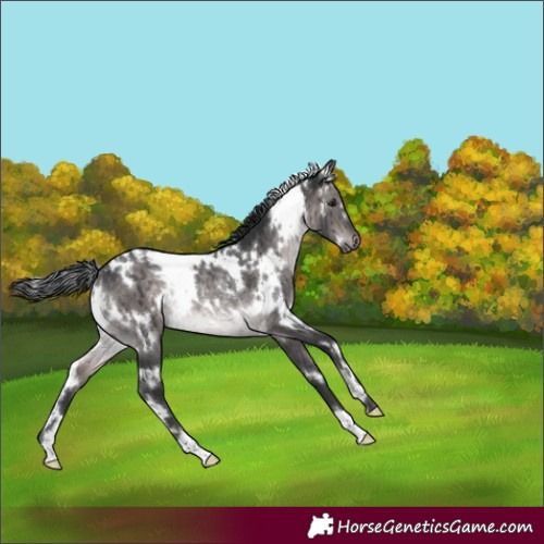 Horse Color:Platinum White Spotted Brown Dun Rabicano Brindle 