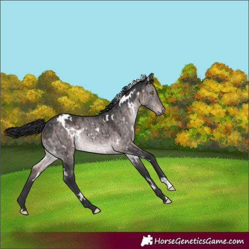Horse Color:Platinum White Spotted Brown Dun Rabicano Brindle
