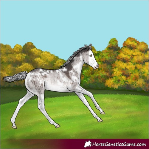 Horse Color:Platinum White Spotted Silver Brown Dun Splash Rabicano Brindle 