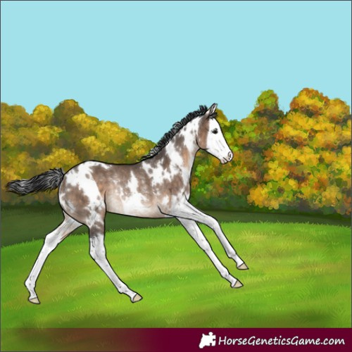 Horse Color:White Spotted Brown Dun Splash Rabicano Brindle