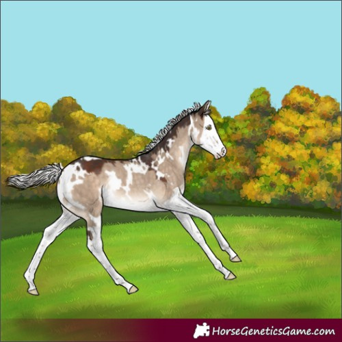 Horse Color:White Spotted Silver Brown Dun Splash Rabicano