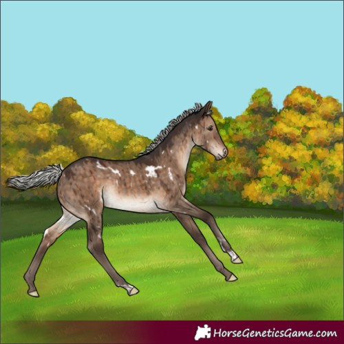 Horse Color:White Spotted Silver Brown Dun Rabicano Brindle 