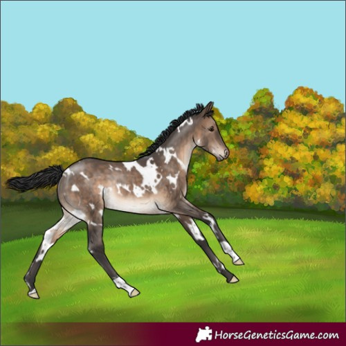 Horse Color:White Spotted Brown Dun Rabicano 