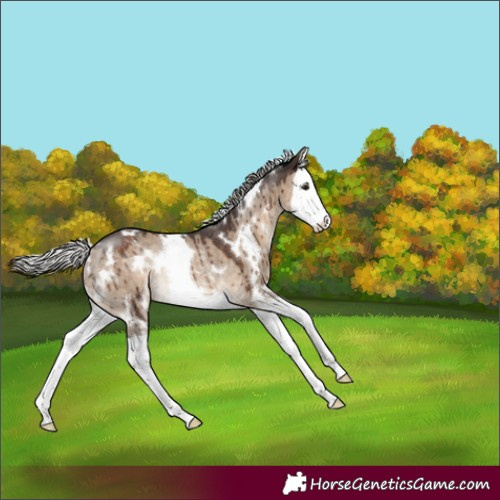 Horse Color:White Spotted Silver Brown Dun Splash Rabicano Brindle
