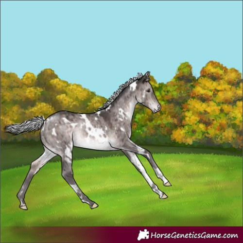 Horse Color:Platinum White Spotted Silver Brown Dun Rabicano Brindle 