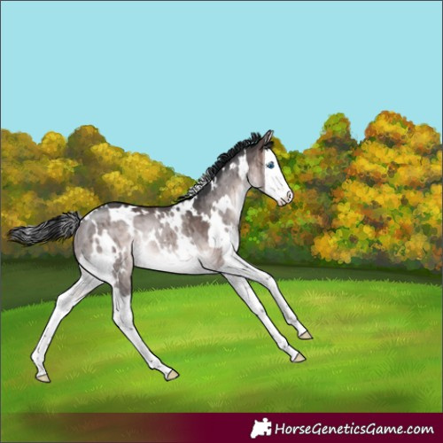 Horse Color:Platinum White Spotted Brown Dun Splash Rabicano Brindle