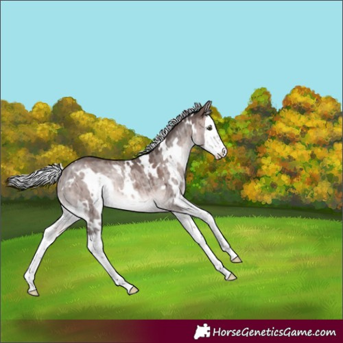 Horse Color:Platinum White Spotted Silver Brown Dun Splash Rabicano Brindle