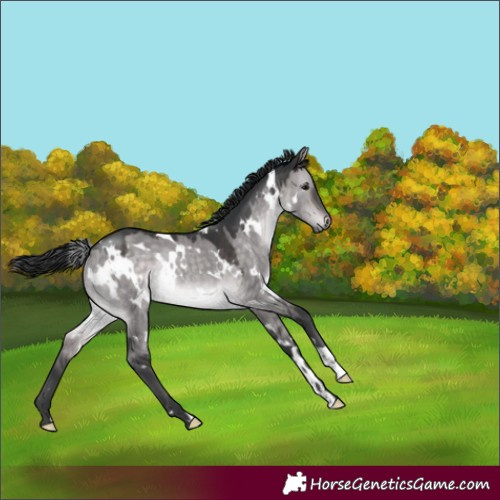 Horse Color:Platinum White Spotted Brown Dun Rabicano 