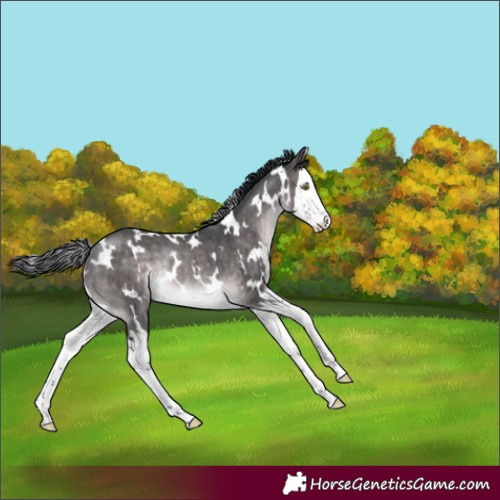 Horse Color:Platinum White Spotted Brown Dun Splash Rabicano Brindle 