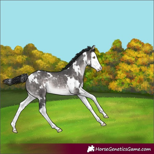 Horse Color:Platinum White Spotted Brown Dun Splash Rabicano Brindle 