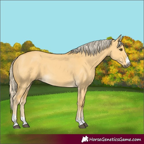 Horse Color:Palomino Dun 