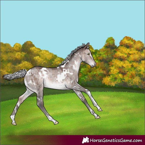 Horse Color:Platinum White Spotted Silver Brown Dun Rabicano Brindle 
