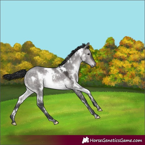 Horse Color:Platinum White Spotted Brown Dun Rabicano 