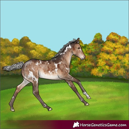 Horse Color:White Spotted Silver Brown Dun Rabicano Brindle 