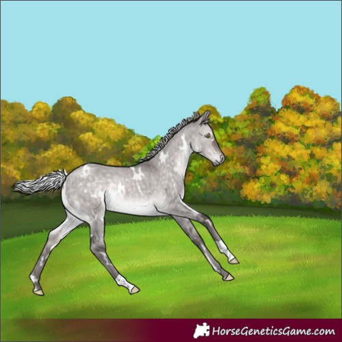 Horse Color:Platinum White Spotted Silver Brown Dun Rabicano 