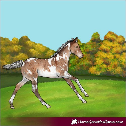 Horse Color:White Spotted Silver Brown Dun Rabicano Brindle