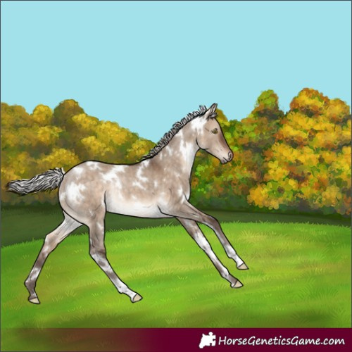 Horse Color:White Spotted Silver Brown Dun Rabicano 