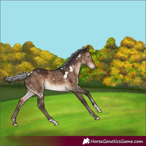 Horse Color:White Spotted Silver Brown Dun Rabicano Brindle