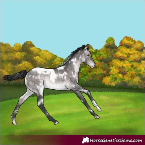 Horse Color:Platinum White Spotted Brown Dun Rabicano Brindle