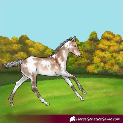 Horse Color:White Spotted Silver Brown Dun Rabicano 