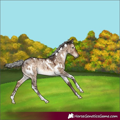Horse Color:White Spotted Silver Brown Dun Rabicano Brindle