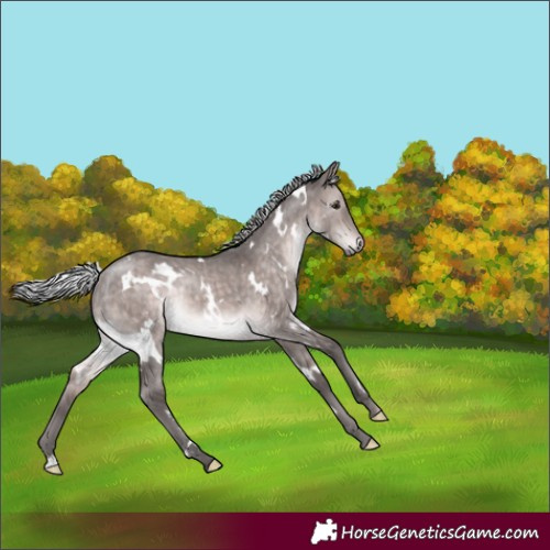 Horse Color:Platinum White Spotted Silver Brown Dun Rabicano 