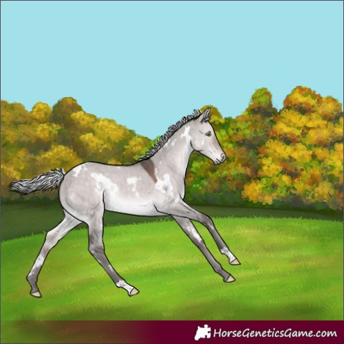 Horse Color:Platinum White Spotted Silver Brown Dun Rabicano