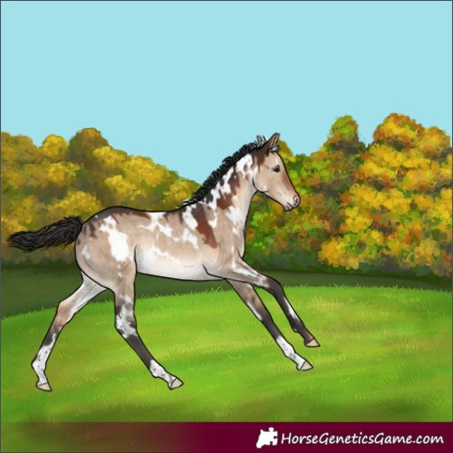Horse Color:White Spotted Brown Dun Rabicano