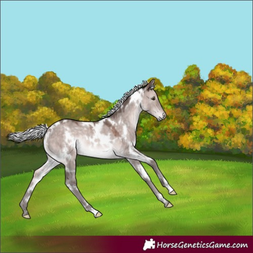 Horse Color:Platinum White Spotted Silver Bay Dun Rabicano