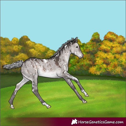 Horse Color:Platinum White Spotted Silver Brown Dun Rabicano Brindle