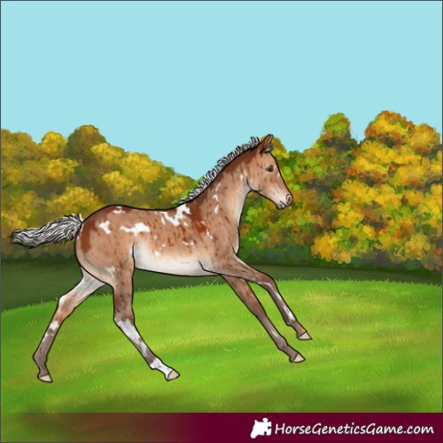 Horse Color:White Spotted Silver Bay Dun Rabicano Brindle 