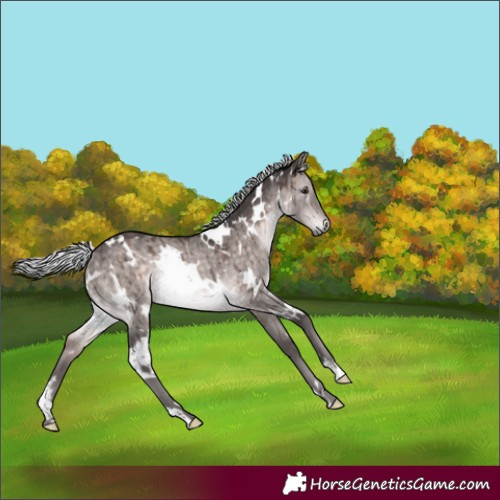Horse Color:Platinum White Spotted Silver Brown Dun Rabicano Brindle 