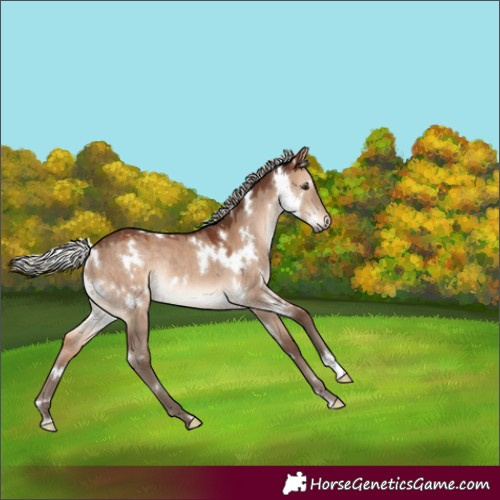 Horse Color:White Spotted Silver Brown Dun Rabicano 