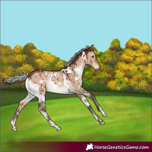 Horse Color:White Spotted Silver Brown Dun Rabicano Brindle