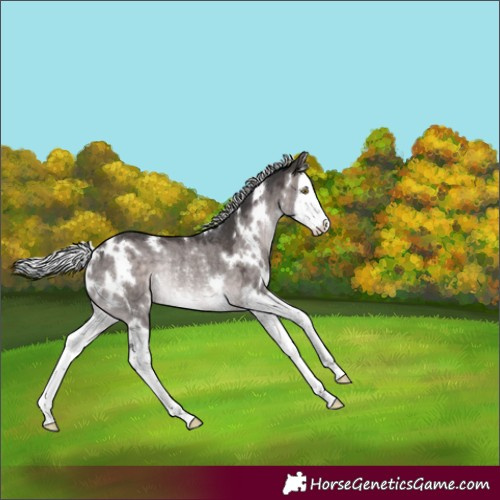 Horse Color:Platinum White Spotted Silver Brown Dun Splash Rabicano