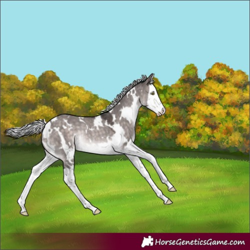 Horse Color:Platinum White Spotted Silver Brown Dun Splash Rabicano 