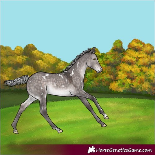 Horse Color:Platinum White Spotted Silver Brown Dun Rabicano 