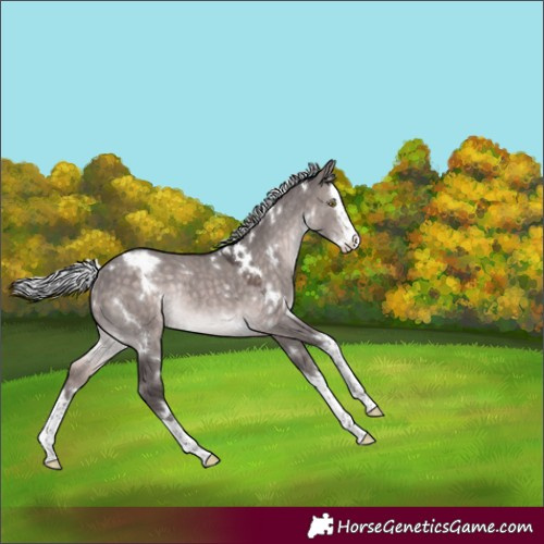 Horse Color:Platinum White Spotted Silver Brown Dun Splash Rabicano 